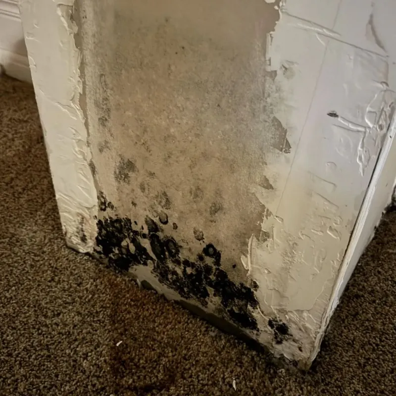 Professional Mold Removal in Gallitzin, PA